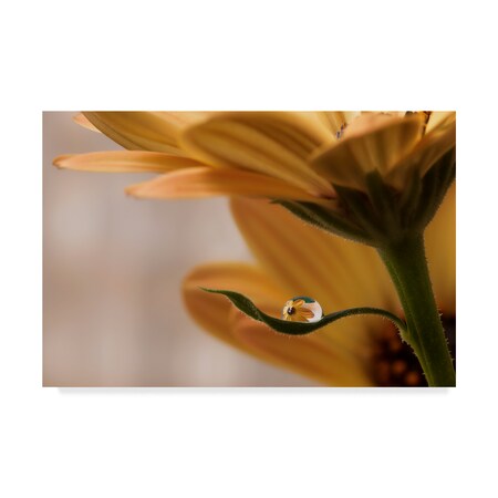 Trademark Fine Art Heidi Westum 'Protected Yellow Flowers' Canvas Art, 30x47 1X07411-C3047GG